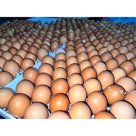 hy  brown layer fertile eggs greenhill eggs chickens  store