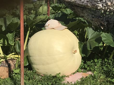 Atlantic giant pumpkin seeds - General Gardening - Growing Fruit