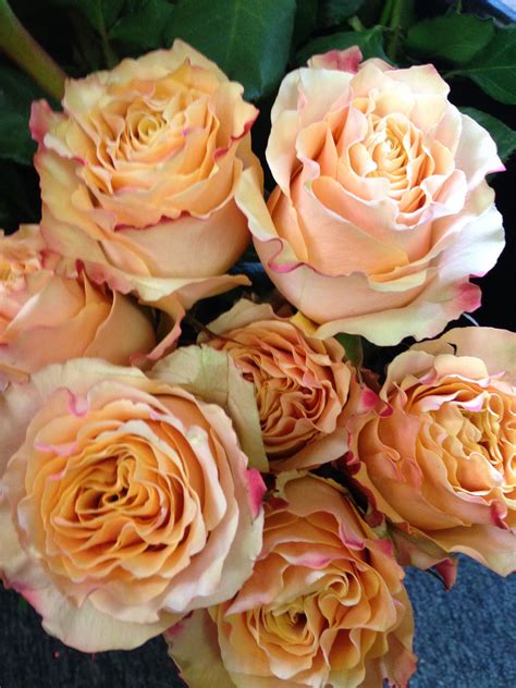 Carpe diem roses | Send flowers online, Rose varieties, Flowers delivered