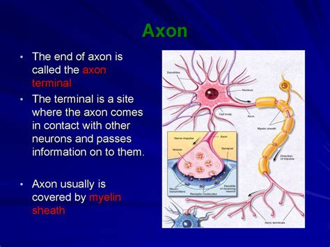 The Neuron - презентация онлайн