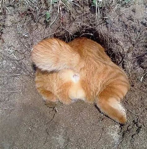 Фото Жопы Кота