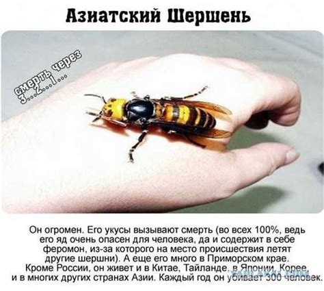 Укус шершня и его последствия. как выглядит шершень? что делать при укусе?