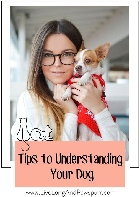 tips on house training a puppy 5