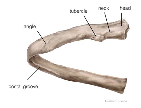 Posterior Costal Angle