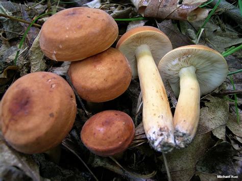 Lactarius - Alchetron, The Free Social Encyclopedia