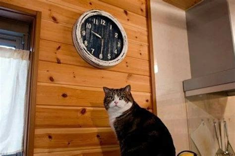 Создать мем "кот смотрит на часы мем, мем кот пора, кот и часы мем ...