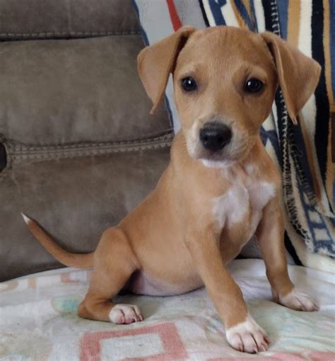 Petfinder louisville ky is helping hundreds of animals find homes 1