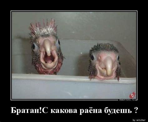 #юмор #прикол #мемы #демотиватор #ржачь #смех #анекдот | Funny birds ...