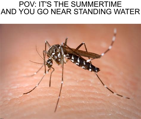 mosquito Memes & GIFs - Imgflip