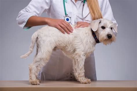 Lumps in dogs: causes and treatment