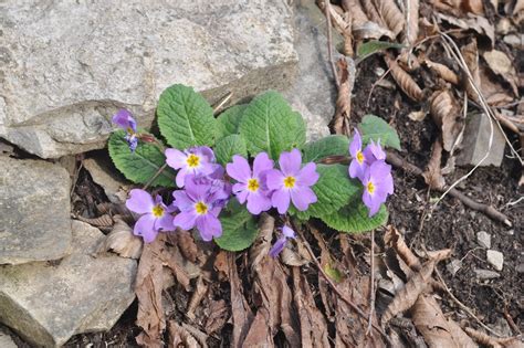 Primula vulgaris - Изображение особи - Плантариум
