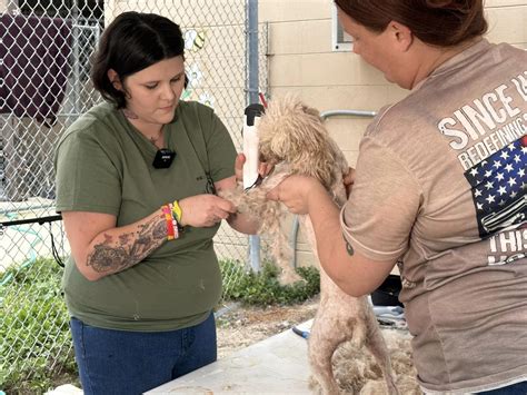 Bradenton animal rescue takes in dogs after deputies rescue more than
