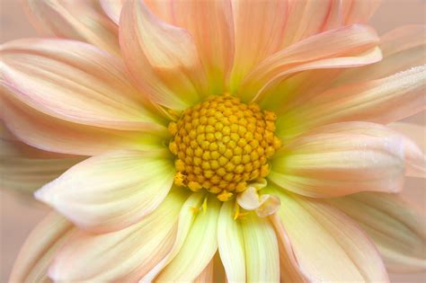macro flower photography tips printique  adorama company
