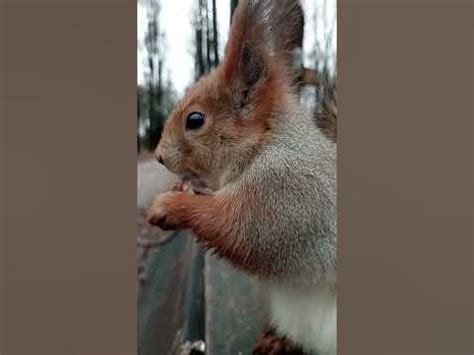 Ушастик ест орешек \ Ushastik eats a nut - YouTube