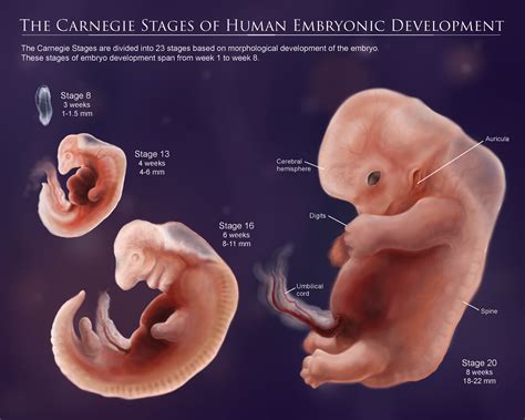 Human Embryo Development Stages