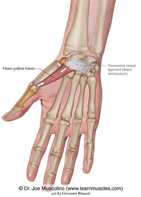 Flexor Pollicis Longus Anatomy Innervation Function