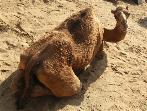 Camel Milk Ice Cream! - Coming to Stores Soon | Al Bawaba
