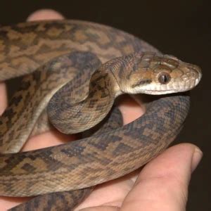Australian scrub python - Facts, Diet, Habitat & Pictures on Animalia.bio