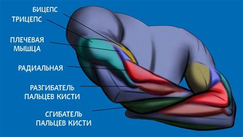 Анатомия: руки - CG Магнит