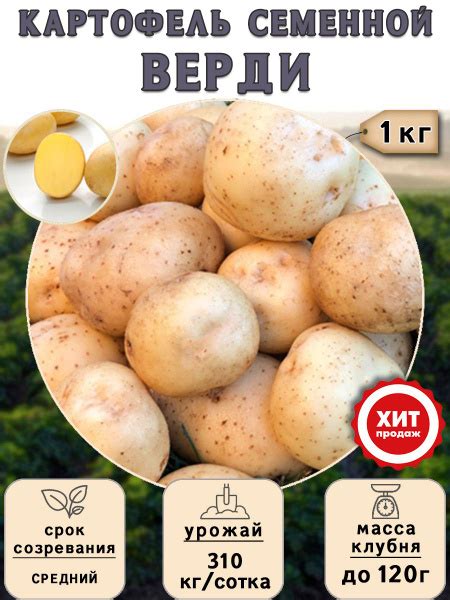 Клубни Картофель Калатея купить по выгодной цене в интернет-магазине ...