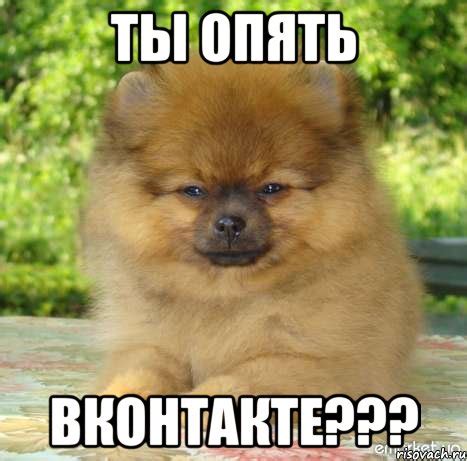 ты опять вконтакте???, Мем Шпиц - Рисовач .Ру