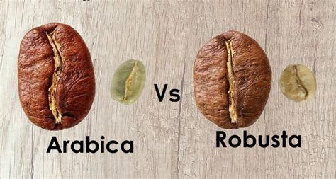 Cafea ARABICA sau ROBUSTA, care sunt diferentele