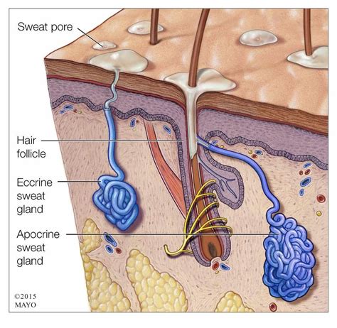 Mayo Clinic on | Sweat gland, Organic deodorant, Armpits