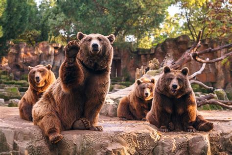 What Dream About Zoo Means