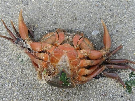 Carcinus maenas (Linnaeus, 1758) - Biodiversidade