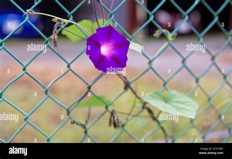 A single purple morning glory flower hanging from a vine clinging to a ...