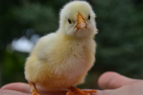400+ Best Chick Photos · 100% Free Download · Pexels Stock Photos