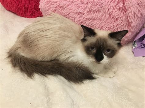 Blue Point Siamese Kittens For Sale Near Me - african green toad