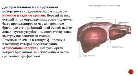 Анатомия и физиология больших пищеварительных желез - презентация онлайн