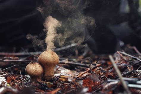 A Guide to Puffball Mushrooms - Mushroom Huntress