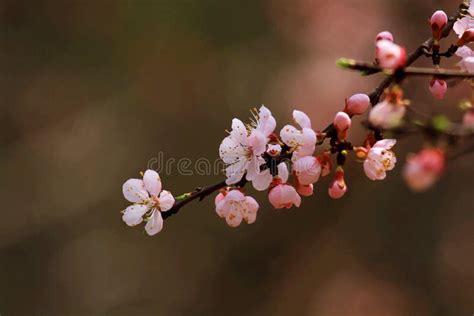 Blossom of Armeniaca Sibirica (L.) Lam Stock Image - Image of delicate ...