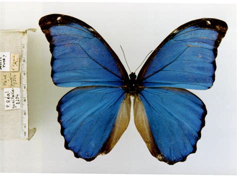 Morpho menelaus didius Hopffer, 1874; Comments: TL: Peru