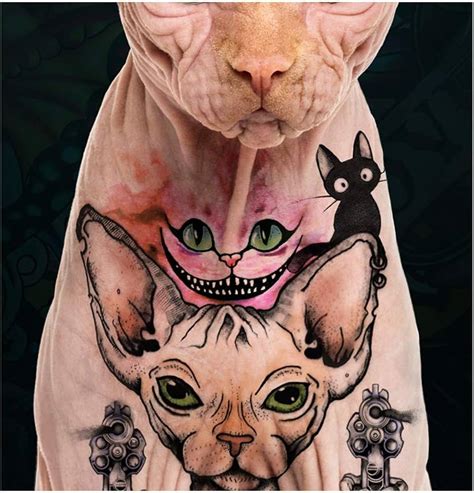 sphynx cat  tattoo animal activists furious  tattooing sphynx