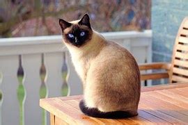 siamese cat head domestic  photo  pixabay