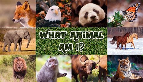 What Animal Am I? 15-Question Personality Quiz