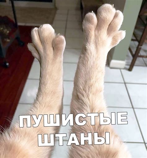 Передние лапы кошки - картинки и фото koshka.top