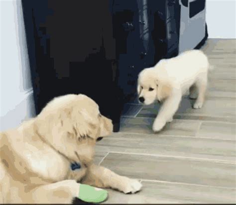 Dog Happy GIF - Dog Happy Jump - Discover & Share GIFs