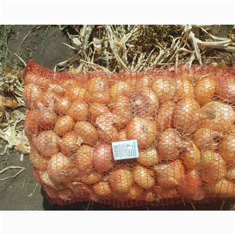 Фото к объявлению: продам лук Штутгарт 2022, опт — Agro-Ukraine