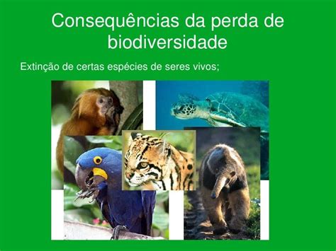 Quais São Os Principais Motivos Da Perda Da Biodiversidade - Perda de biodiversidade (1)