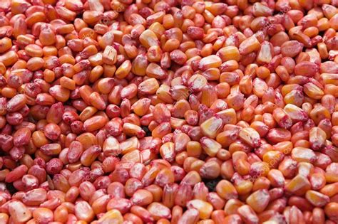 corn seed stock photo  cmaticsandra