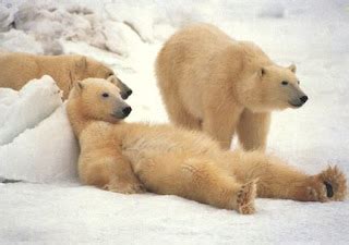 nestor cruz sastre: El 'Pizzly', un nuevo híbrido de oso polar y oso ...