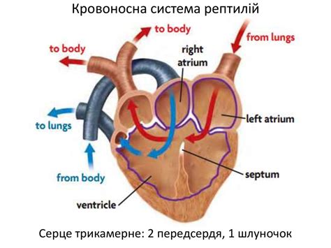 Порівняння будови кровоносної системи хребетних тварин. Практична ...