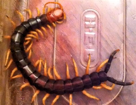 giant redheaded centipede july   texas insect identification