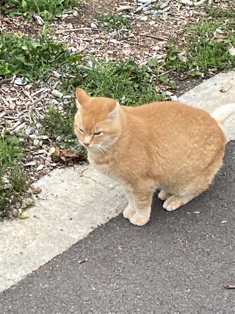 Mr. Cheeto : r/UCDavis