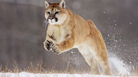 cougar wallpaper
