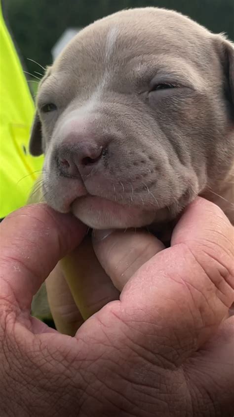Baby Blue Nose Pitbull Puppies